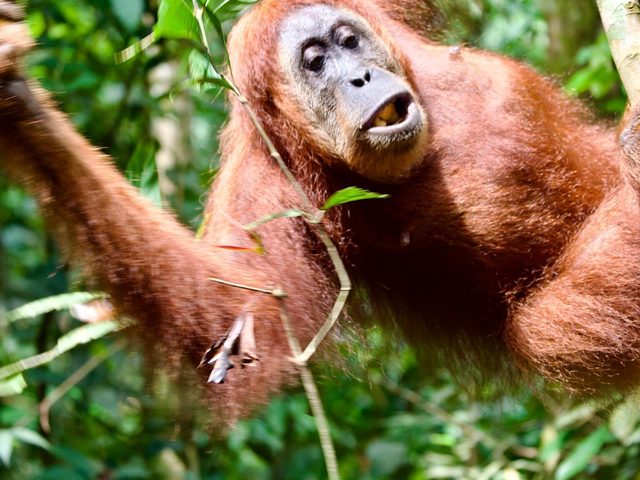 Wild orangutan in the Gunung Leuser rainforest